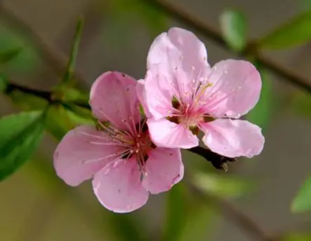 桃花的生长顺序如何呢