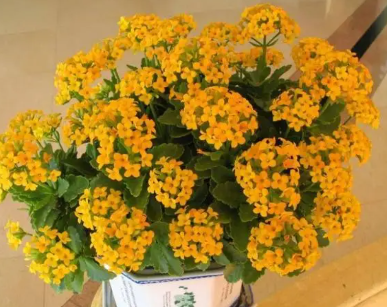 长寿花开花时叶子黄还软怎么办呢