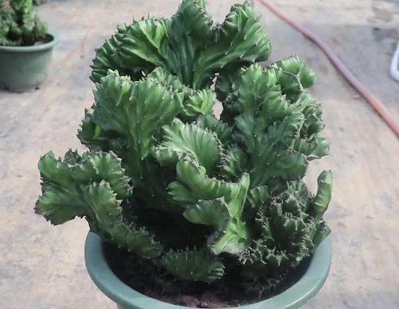 麒麟花如何扦插