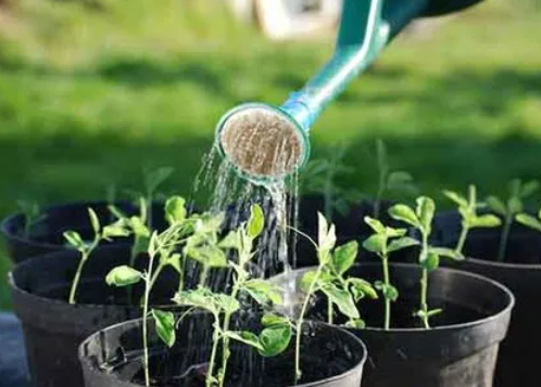 酵素水浇花要多久浇一次