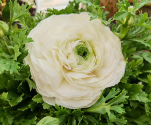 花毛茛什么时候种最好