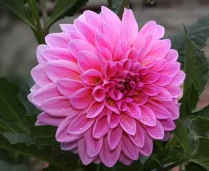 大丽花需要施肥吗