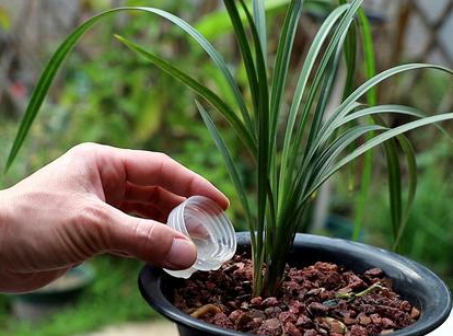 兰花移栽的方法是什么呢