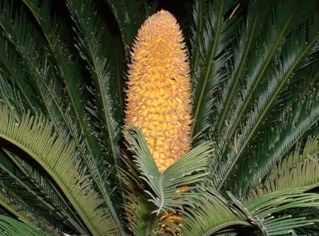 铁树生长过程如何