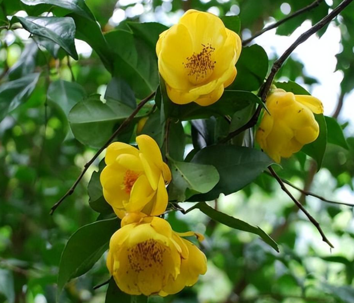 金花茶适合阳台种植吗