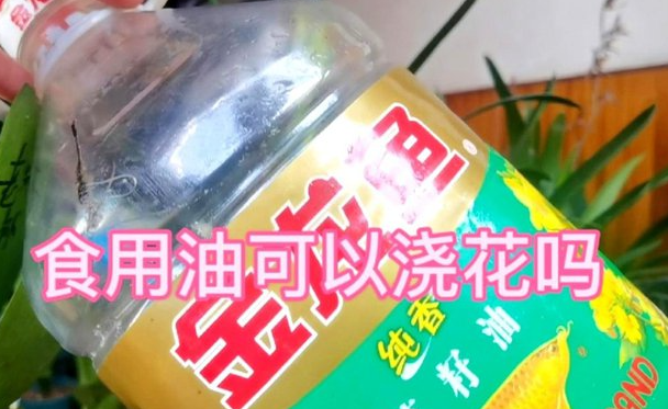 废植物油可以直接浇花吗