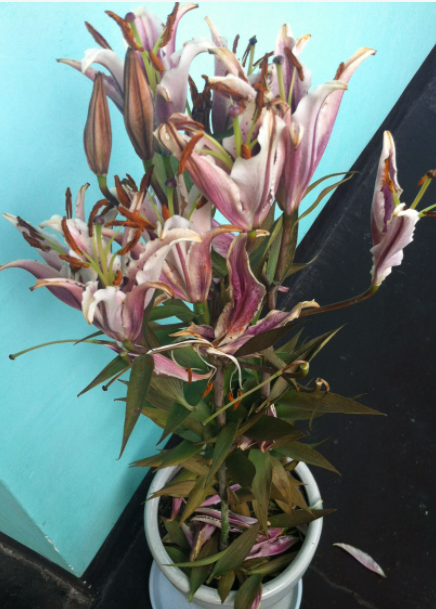 百合花买回来就蔫了