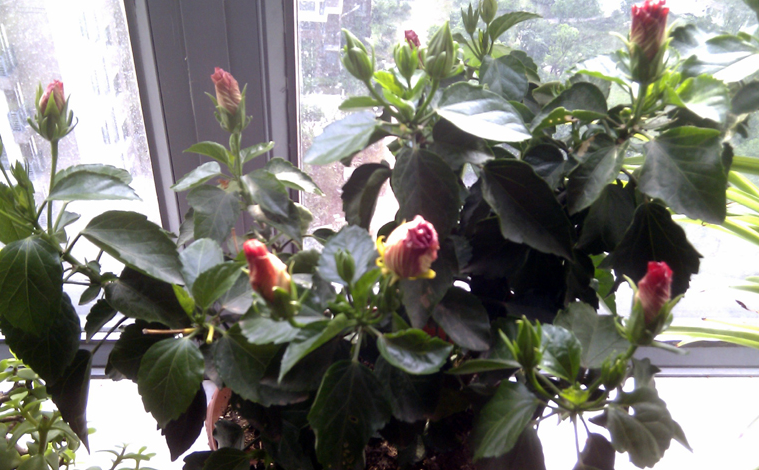 扶桑花花苞不开花