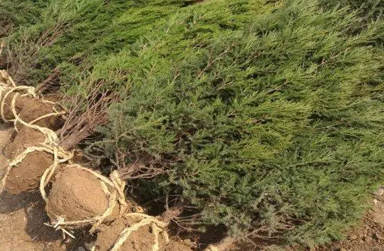 柏树移栽多久能缓过来