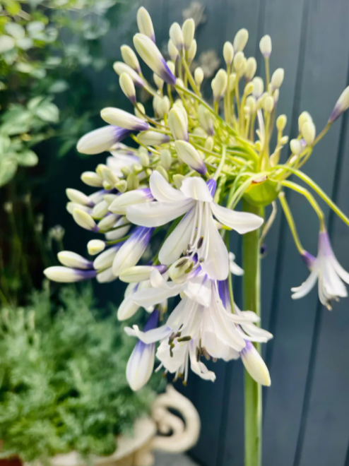 百子莲每年开花吗