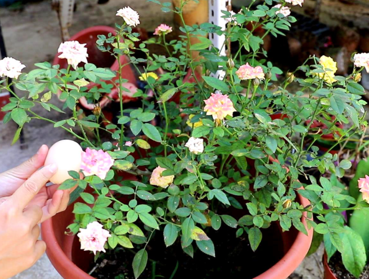 月季花的浇水方法