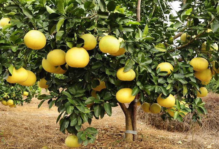 柚子树的养护方法