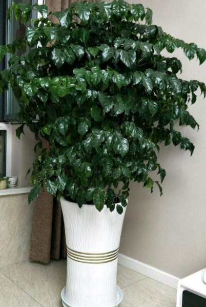 幸福树适合在室内养吗