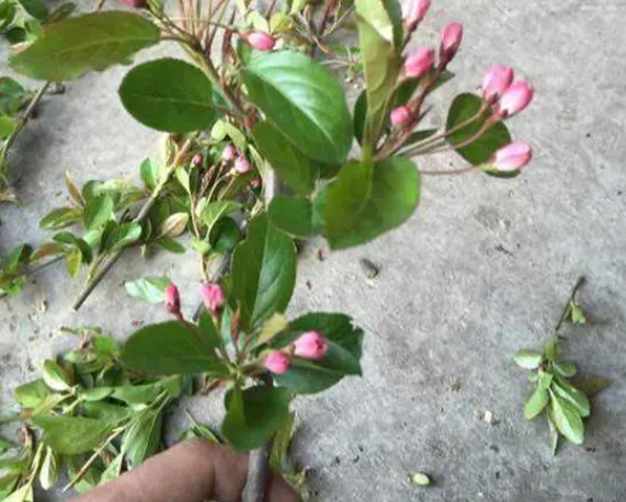 海棠花枝条能插活吗