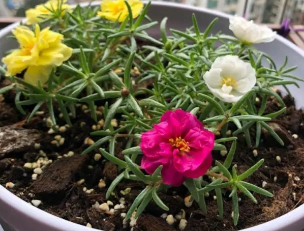 太阳花几月扦插最好