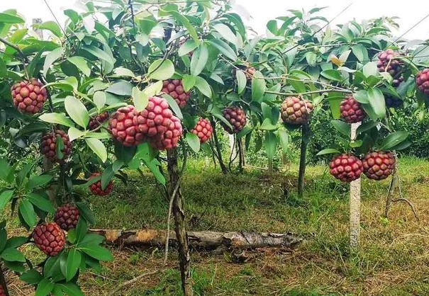 黑老虎树寿命多少年