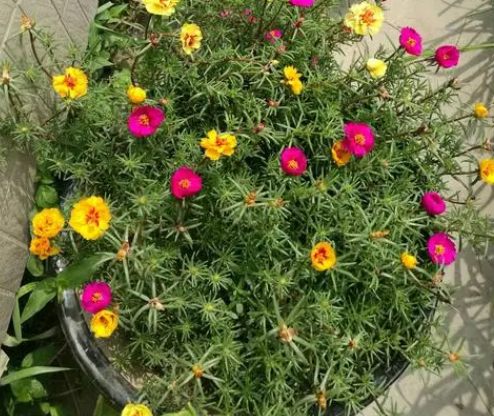 太阳花种在阴面可以吗