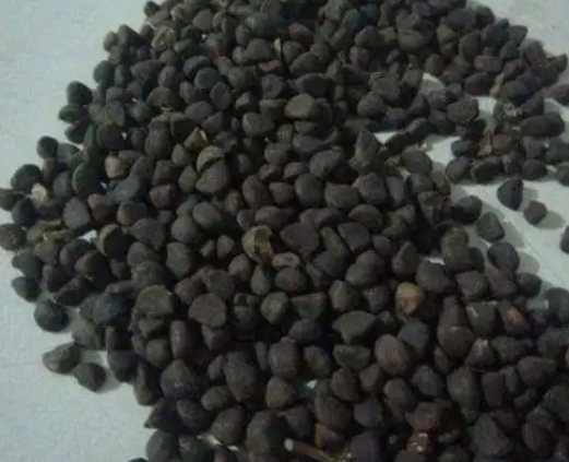 牵牛花种子怎么种