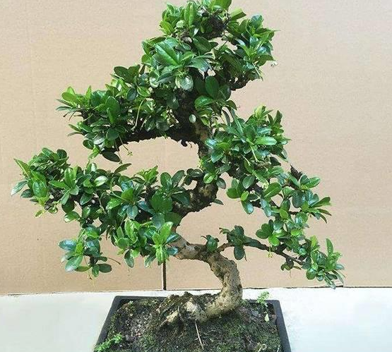 茶树盆景多少天浇一次水