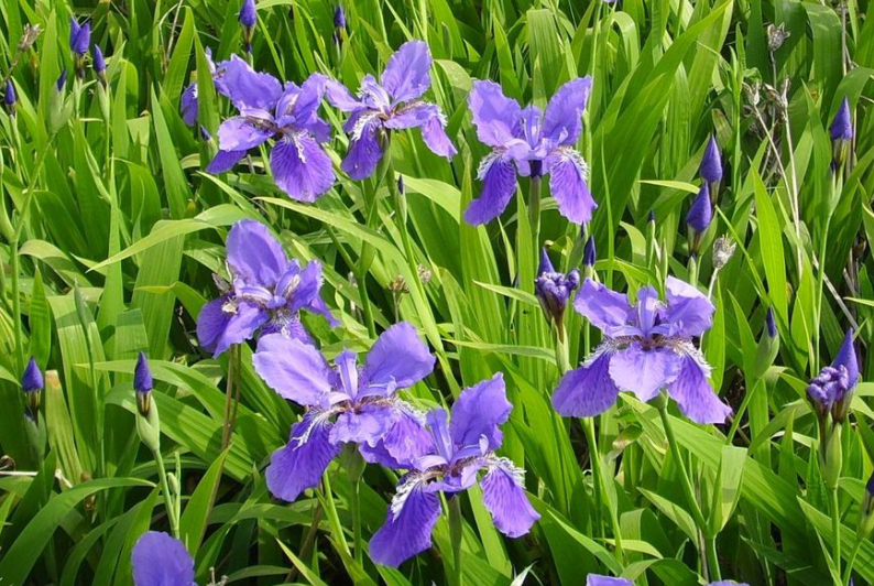 蓝花鸢尾什么时候开花