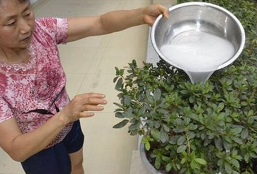 淘米水可以浇什么花