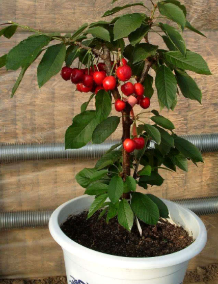 室内栽樱桃树好吗