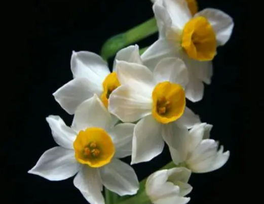 土养水仙花可以多年生吗