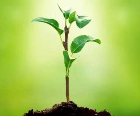 树苗什么时候种植最好