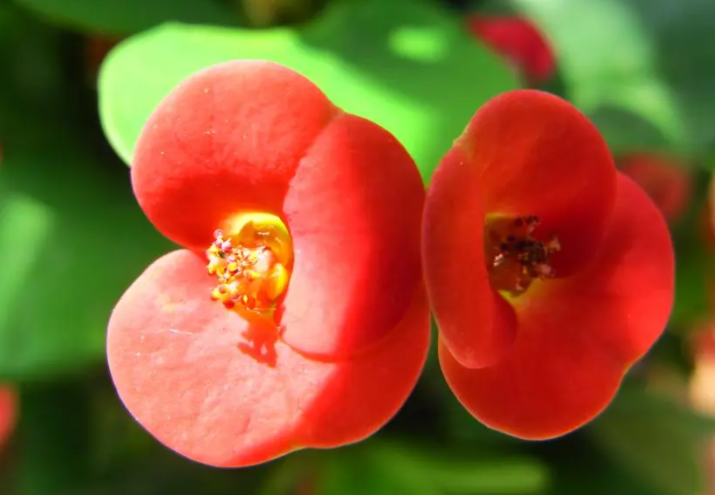 虎刺梅什么时候开花