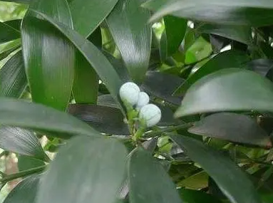 风水学上竹柏开花好吗