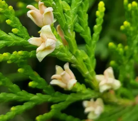 柏树什么时候开花