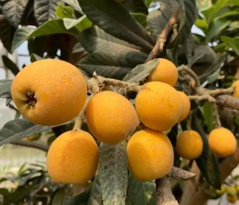 北方室外种植枇杷树好吗