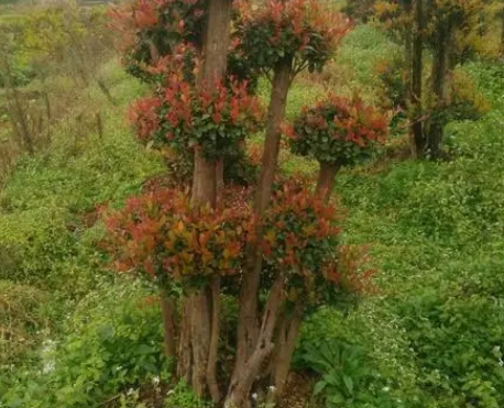 小叶赤楠树是风水禁忌是什么呢