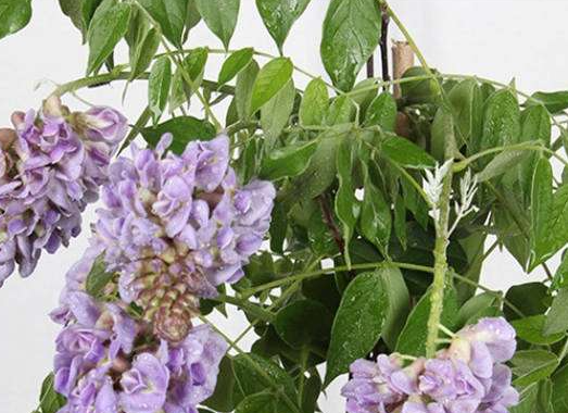 紫藤种子种植几年开花