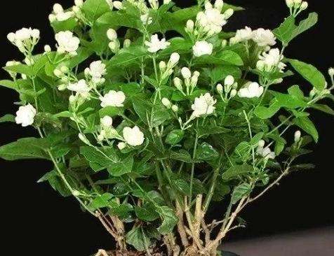 茉莉花徒长不开花怎么办