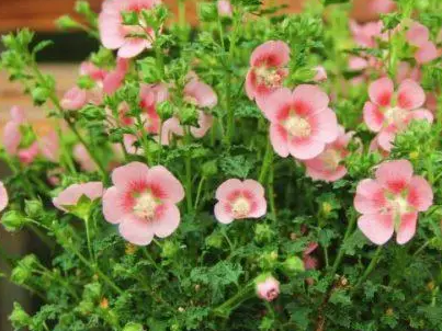 木槿如何修剪开花更多