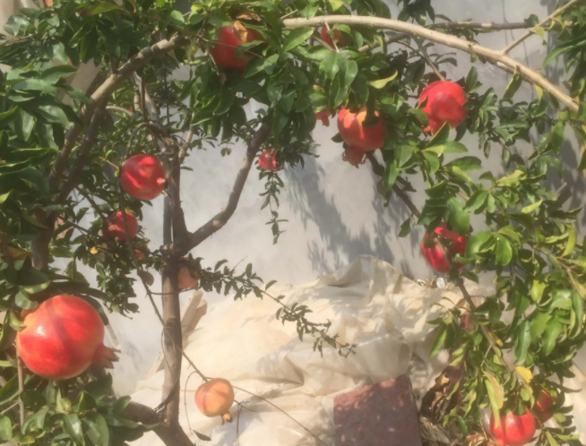 石榴树什么时候开花