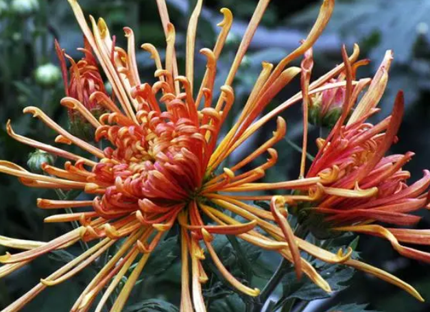 菊花龙爪菊自然生长会多高