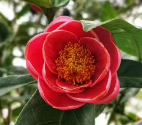 草木灰可以养茶花吗