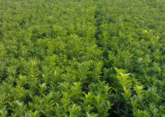 四川最好的果树苗基地在哪里呢