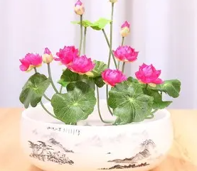 如何栽培盆栽水莲花