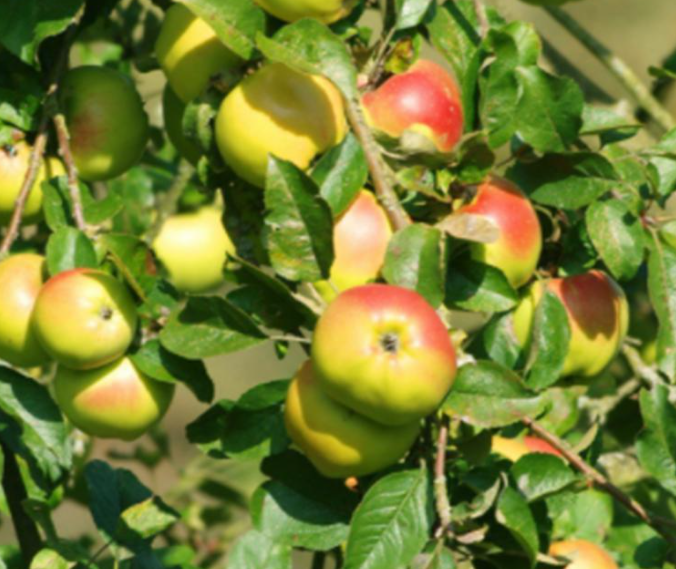 重庆为什么不能种苹果树
