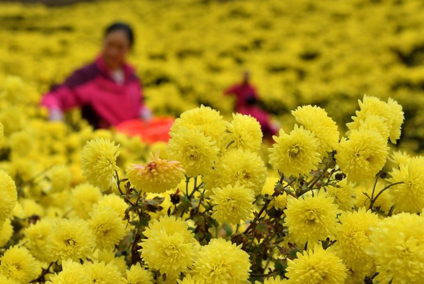 菊花最佳的种植方式