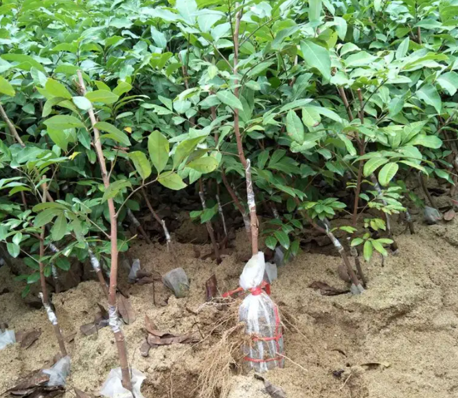 嫁接龙眼树苗可以活多少年