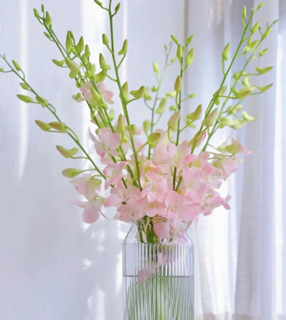 洋兰鲜花怎么养护