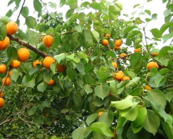 杏核种出杏树苗能结果吗