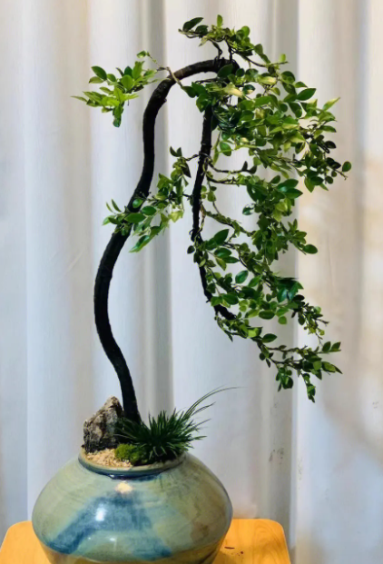 黑骨茶是凶树还是吉树