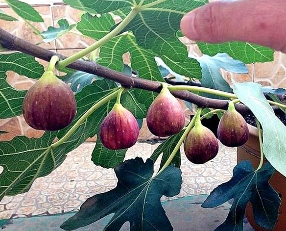 家里种无花果树有什么影响