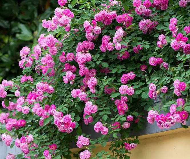 蔷薇花种子什么时候种比较好