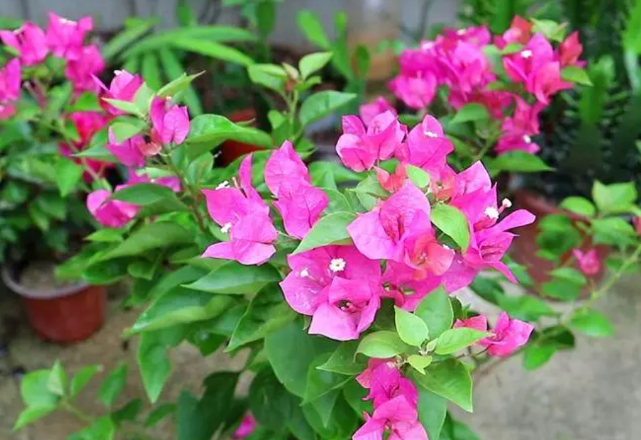 三角梅怎么不开花